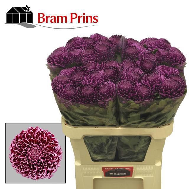 <h4>CHR G BIGOUDI PURPLE</h4>