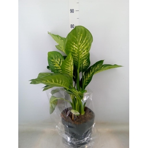 Dieffenbachia seg. 'Reeva'