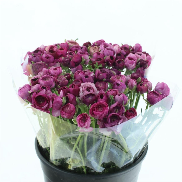 <h4>Ran El Violet Extra</h4>