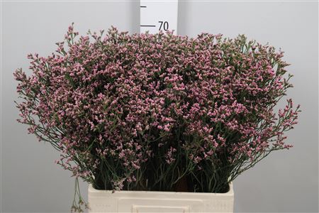 Lim Sin Anouchka Diamond