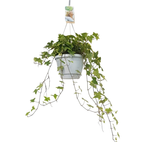 <h4>Hedera helix geelbont - hangpot wit / basic</h4>