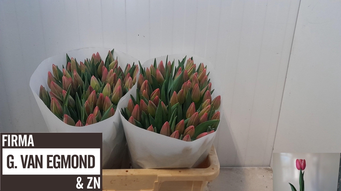 <h4>TU EN KUNG-FU</h4>