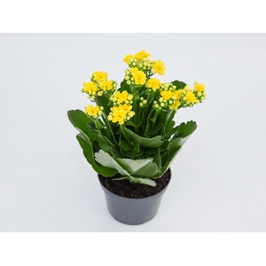 KALANCHOE DOBRADO P11 AMARELO