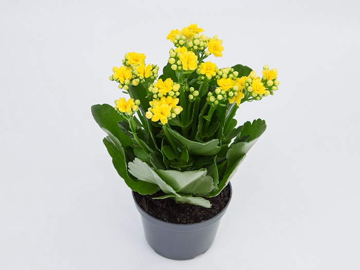 <h4>KALANCHOE DOBRADO P11 AMARELO</h4>