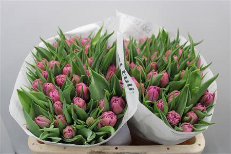 <h4>Tu Du Kosada</h4>