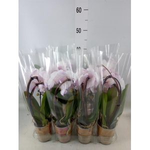 Phalaenopsis  'Elegant Cascade'