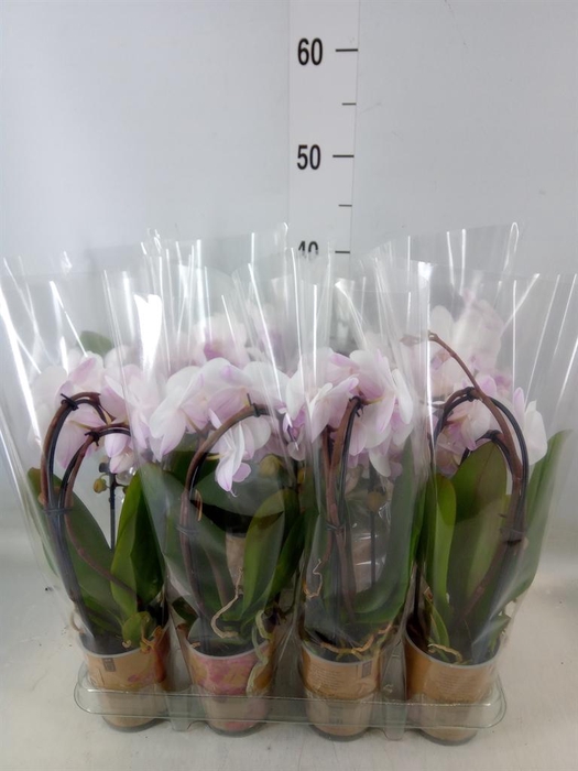 <h4>Phalaenopsis  'Elegant Cascade'</h4>