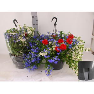 HANGING BASKETS
