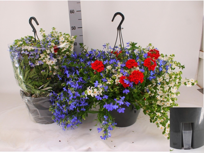 <h4>HANGING BASKETS</h4>