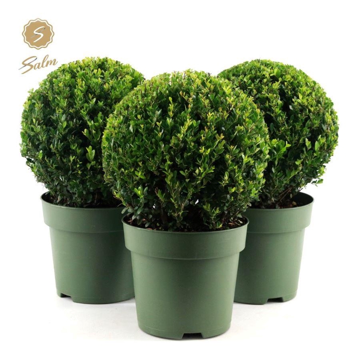 <h4>Ilex crenata 'Jenny'® Ball Ø32cm P24</h4>