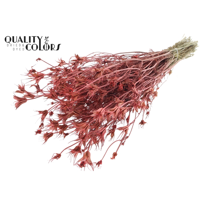 <h4>Nigella Oriëntalis per bunch Coral</h4>