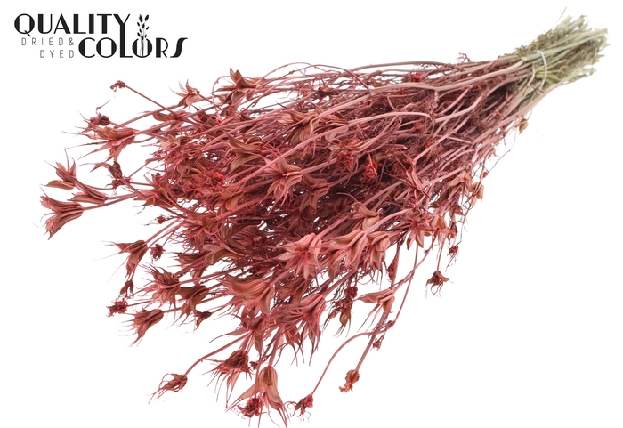 <h4>Nigella Oriëntalis per bunch Coral</h4>