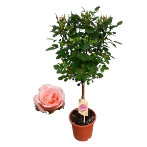 Rosa Op Stam Roze