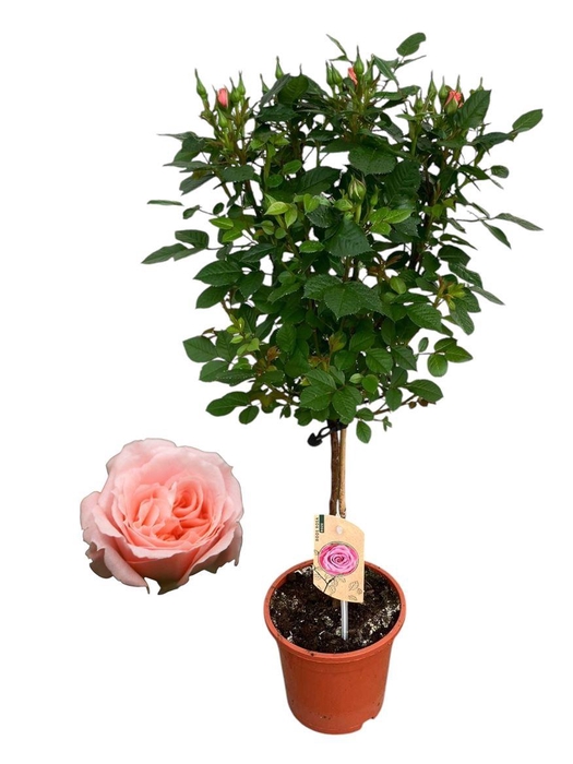 <h4>arr8 Rosa Op Stam Roze</h4>