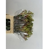 ANIGOZ JUDITH GREEN/RED 070CM