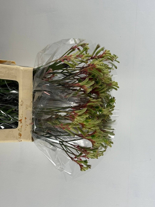 ANIGOZ JUDITH GREEN/RED 070CM
