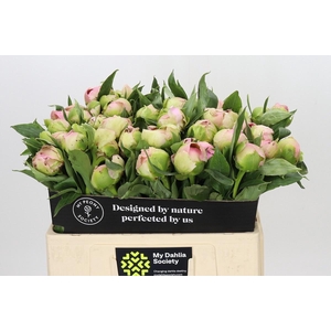 PAEONIA PINK GIANT