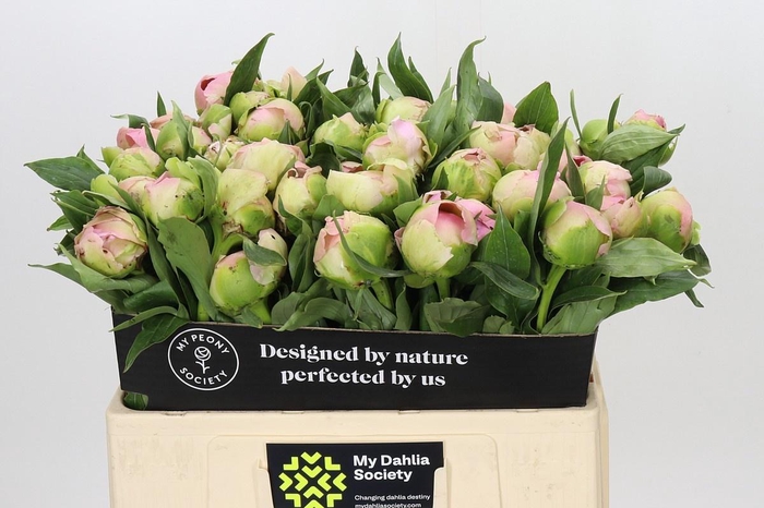 <h4>PAEONIA PINK GIANT</h4>