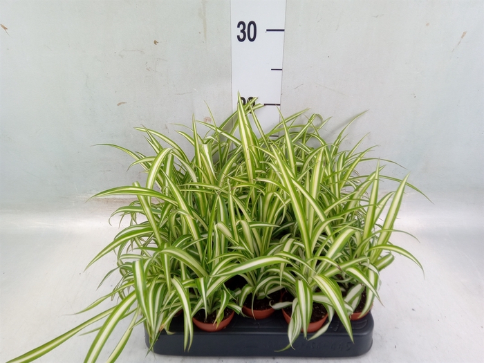 <h4>Chlorophytum  'Atlantic'</h4>