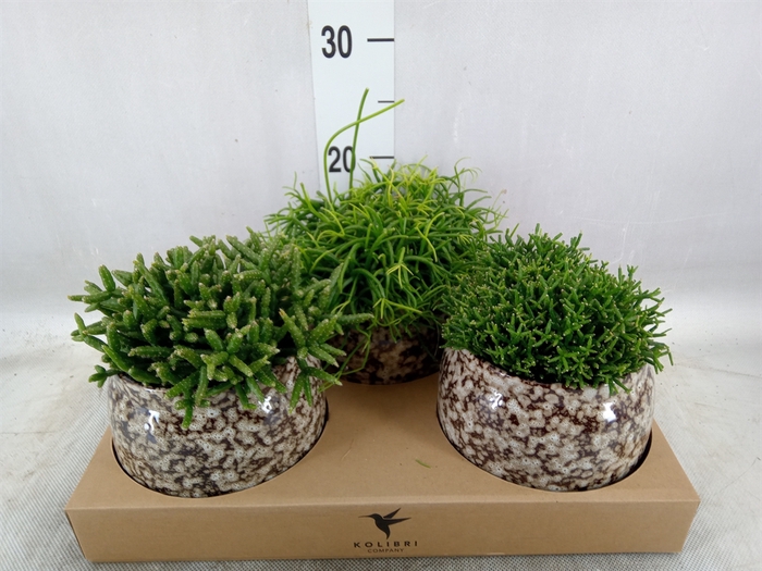 <h4>Rhipsalis   ...mix</h4>