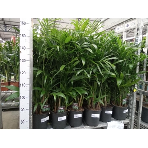 Chamaedorea seifrizii