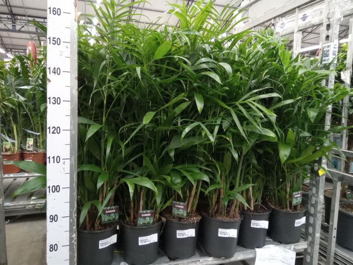 <h4>Chamaedorea seifrizii</h4>