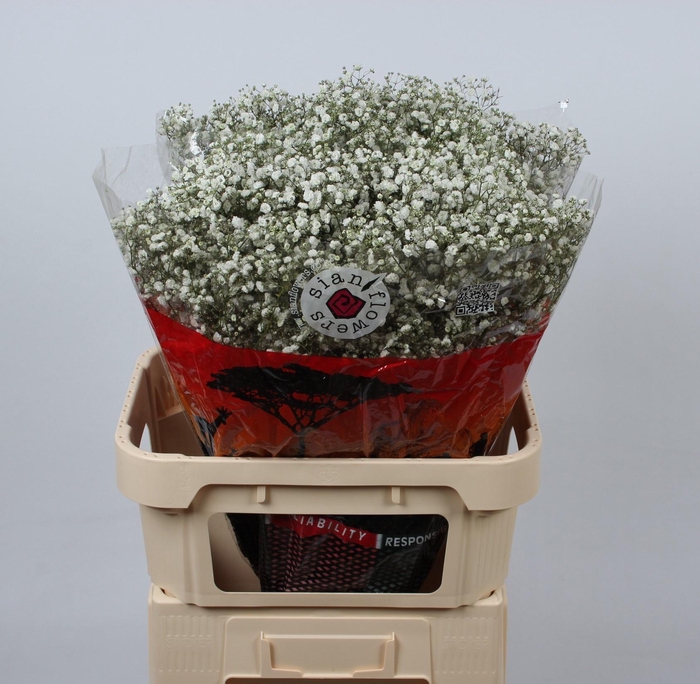 <h4>GYPS PA XLENCE</h4>