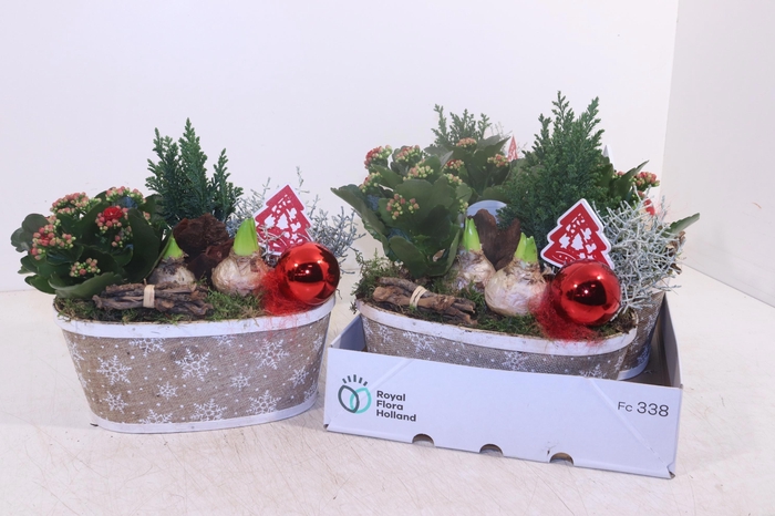 <h4>ARR TUINPLANTEN</h4>