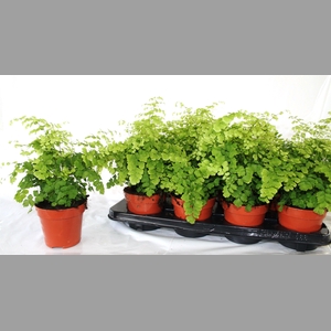 ADIAN RAD FRAGRANS