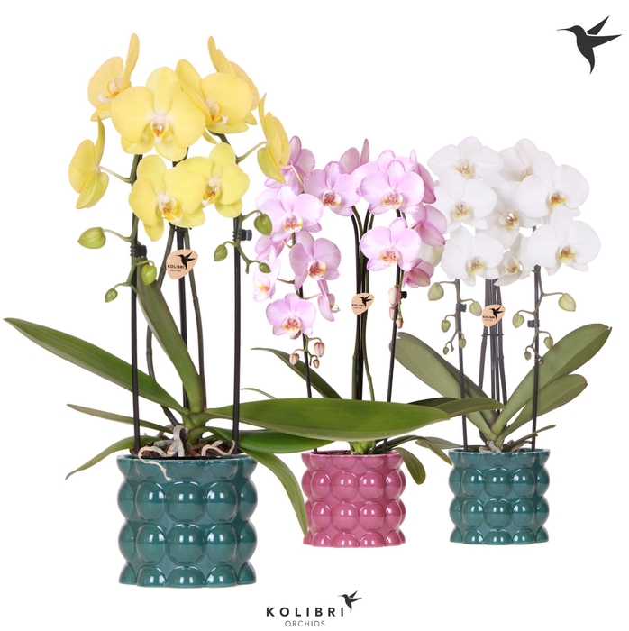 <h4>Kolibri Orchids Phalaenopsis Cascade Niagara Fall mix 2 spike in Cotton pot green mix</h4>