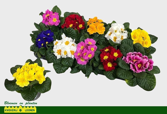 Prim Ac Paradiso Gem