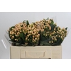Hypericum Mellow Romance