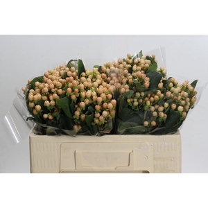 Hypericum Mellow Romance