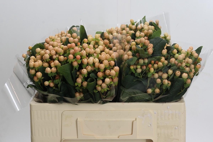 Hypericum Mellow Romance
