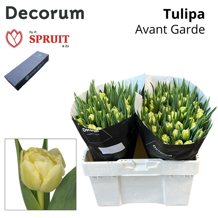 <h4>Tu Du Avant Garde L Box 200</h4>