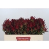 Leucadendron Blush Spray