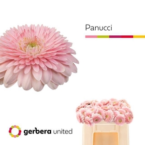 GE MB PANUCCI