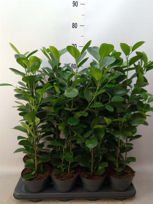 <h4>Ficus microcarpa 'Moclame'</h4>