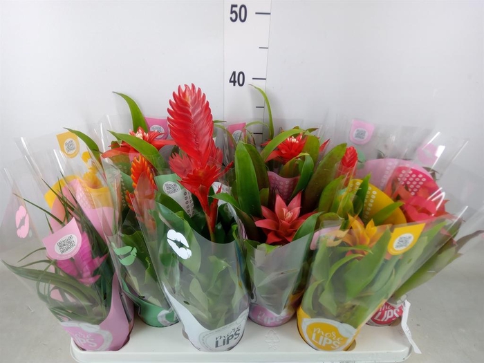 <h4>Bromelia   ...mix</h4>