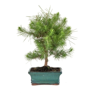 PINUS PINEA