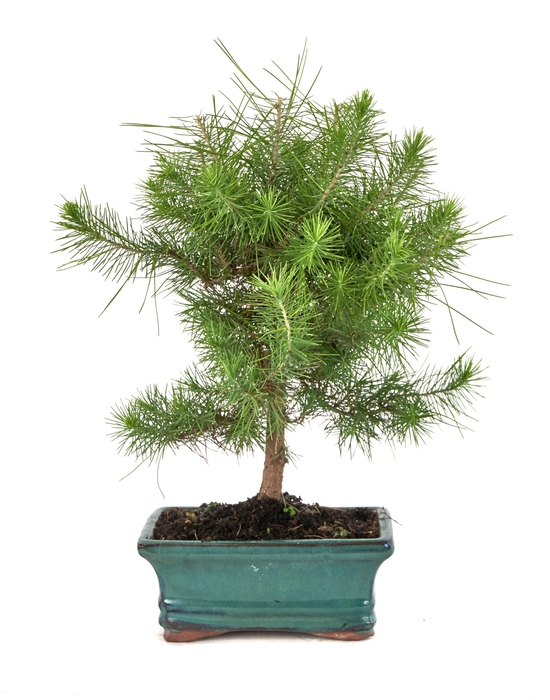 <h4>PINUS PINEA</h4>