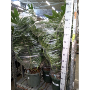 Philodendron   ...
