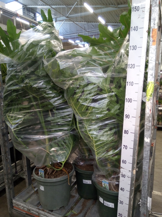 <h4>Philodendron   ...</h4>