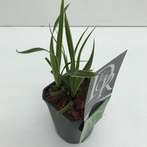 Graminées Carex 'Ice Dance'