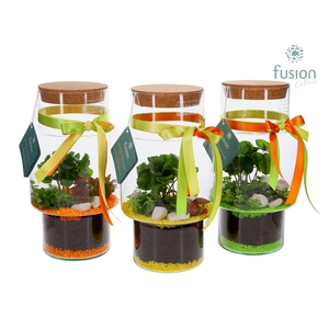 Green Bottle Sara Medium met Terrarium Arrangement