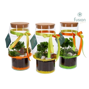Green Bottle Sara Medium met Terrarium Arrangement