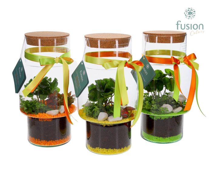 <h4>Green Bottle Sara Medium met Terrarium Arrangement</h4>