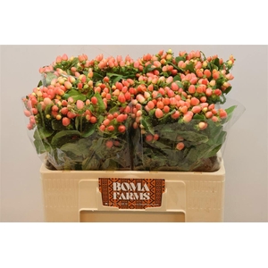 HYP MAG ROY PRINCESS