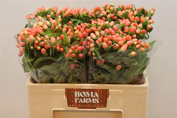 <h4>HYP MAG ROY PRINCESS</h4>