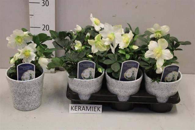 <h4>HELL NI CHR CAROL</h4>